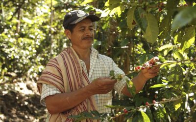 Fairtrade Coffee: A Concept Worth Savouring